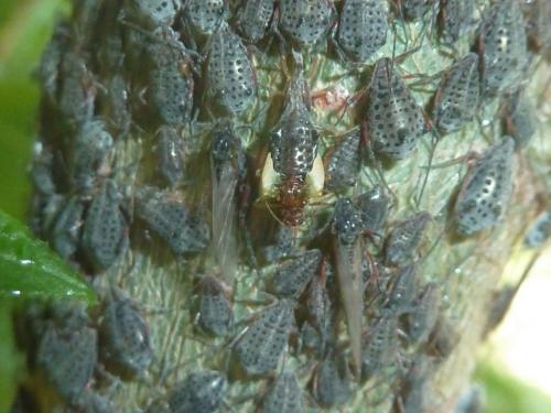Réf. 233 849 : Tuberolachnus salignus